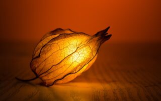 an image of an artistic leaf lit up with a light