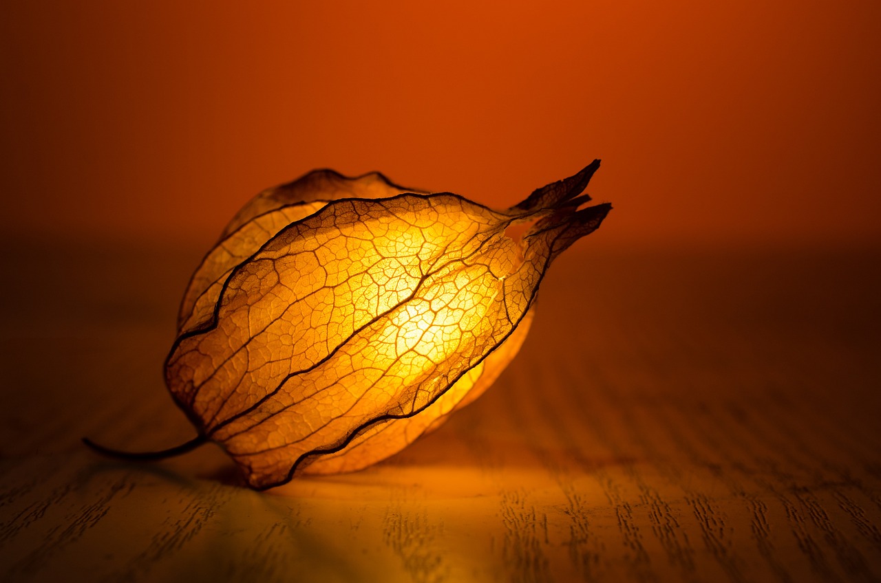 an image of an artistic leaf lit up with a light